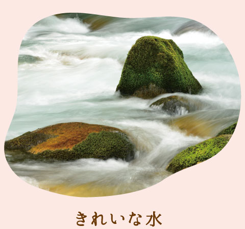 きれいな水